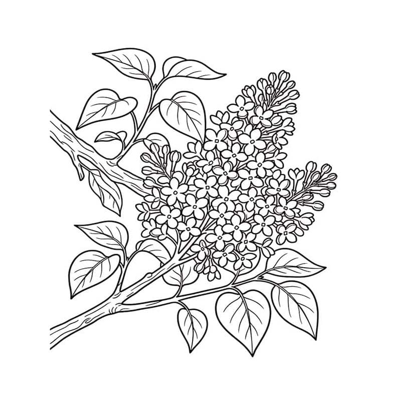 Šeřík k vytisknutí zdarma omalovánka